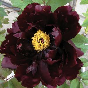 Peony Tree suffruticosa 'Koukamon (Maroon)'