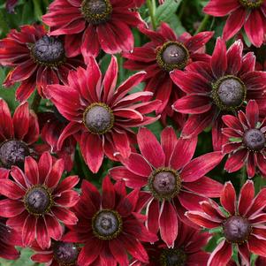 Rudbeckia hirta 'Cherry Brandy'