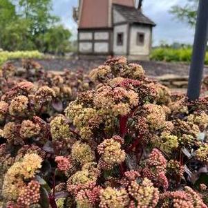 Sedum Medium Clumping or Arching telephium 'Peach Pearls'