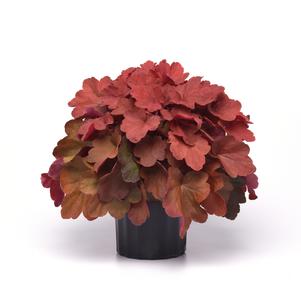 Heuchera 'Carnival™ Cinnamon Stick'