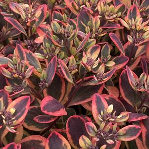 Sedum SunSparkler® Series 'Dazzling Dynamite'