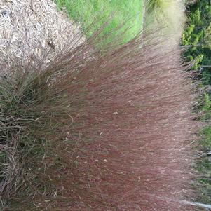 Schizachyrium scoparium 'Blue Heaven™'