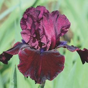 Iris germanica 'Neptune's Wine'