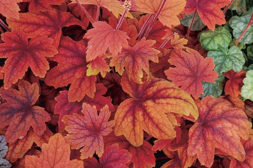 Heucherella 'Sweet Tea'