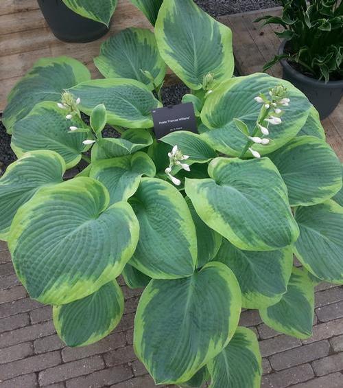 Hosta 'Frances Williams'