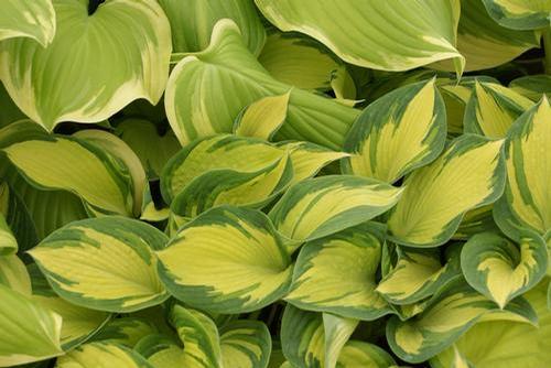 Hosta 'Great Expectations (sieboldiana)'