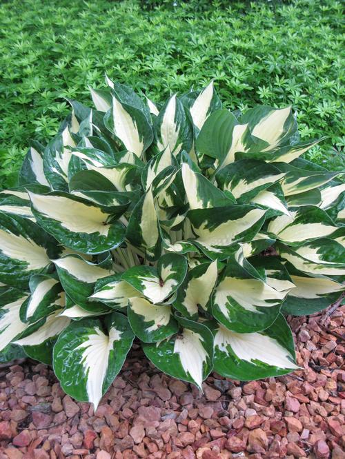 Hosta 'Loyalist'