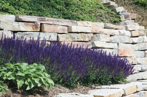 Salvia nemorosa 'May Night'