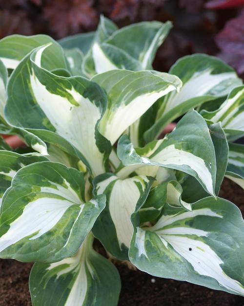 Hosta 'Vulcan'