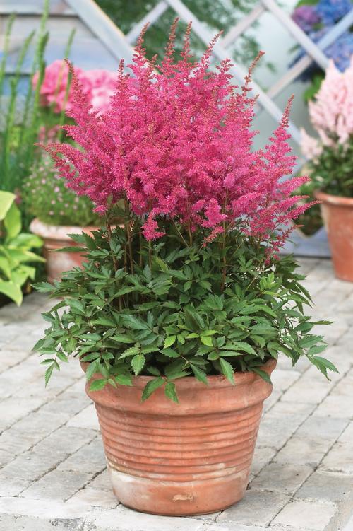 Astilbe 'Younique™ Lilac'