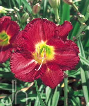 Hemerocallis 'Siloam Grace Stamile'