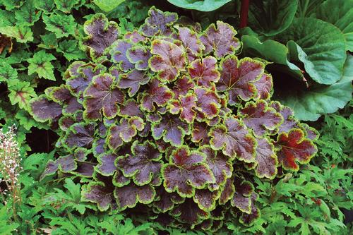 Heucherella 'Solar Eclipse'