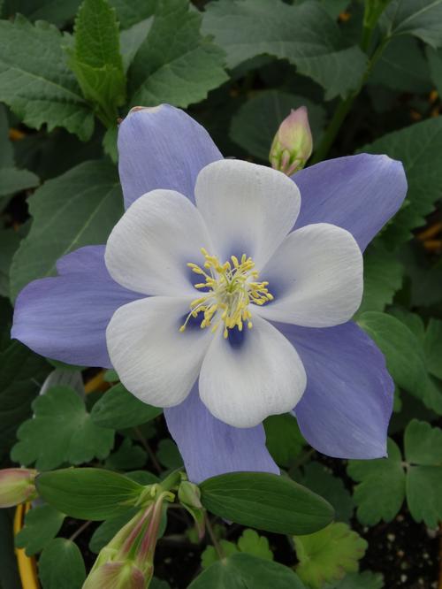 Aquilegia 'Songbird Bluebird'