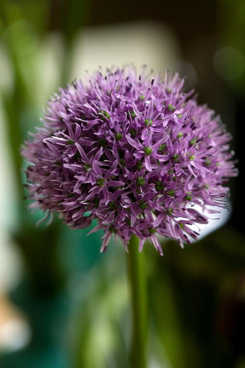 Allium 'Gladiator'