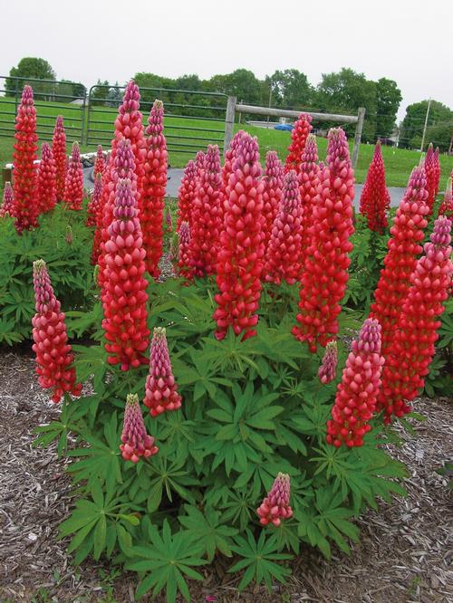 Lupinus 'Westcountry™ Red Rum'