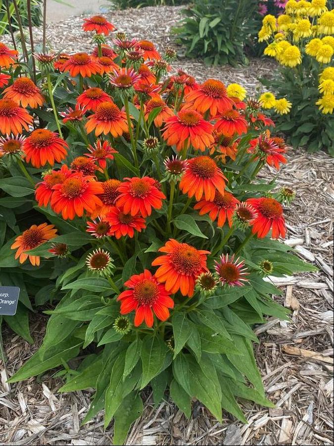 Echinacea 'Sombrero® Fiesta Orange'