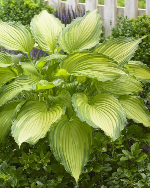 Hosta 'Dancing Darling'