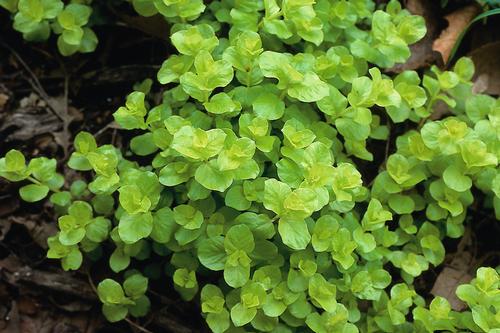 Lysimachia nummularia 'Aurea'