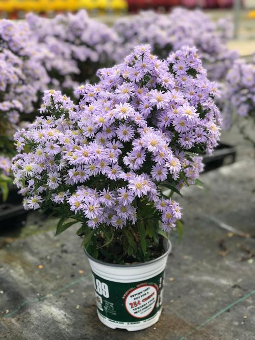 Aster 'Kickin® Lavender'