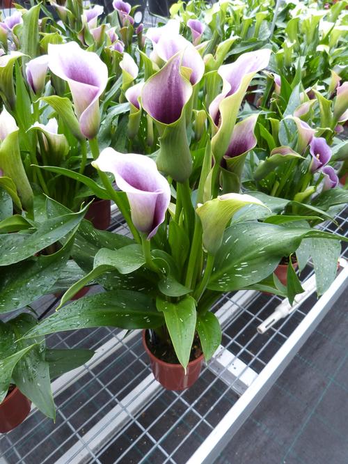 Calla 'Miro®'