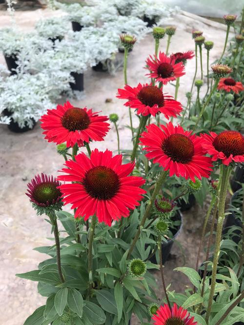 Echinacea 'KISMET® Red'