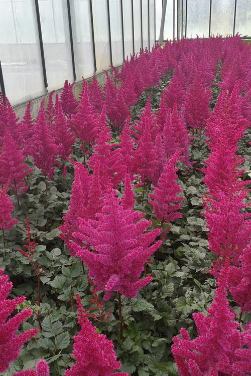 Astilbe chinensis 'Vision Vulcano'