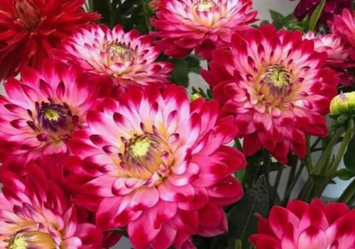 Dahlia Tall Dinner Plate 'Senior's Dream'