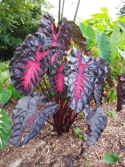 Elephant Ears Colocasia 'Redemption'