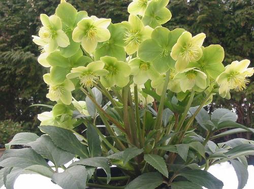 Helleborus 'Winter Magic™ Snow Love'