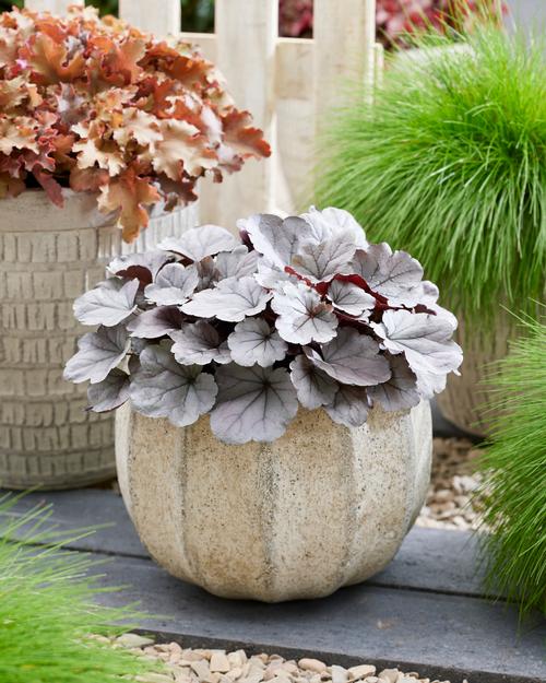 Heuchera 'Indian Summer Silverberry'