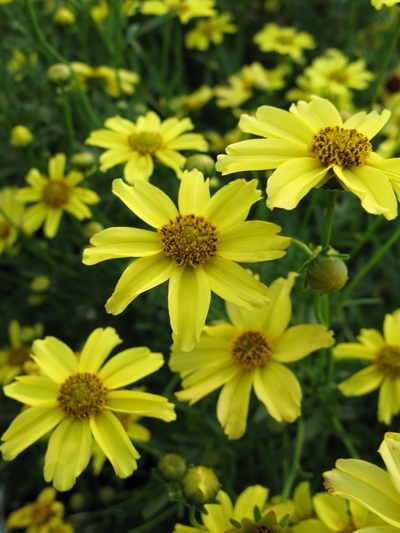 Coreopsis verticillata 'Zagreb'