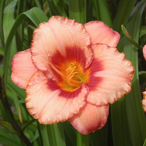 Hemerocallis 'Strawberry Candy'