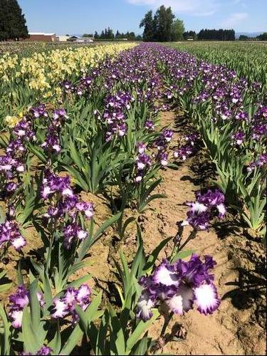 Iris germanica 'Mariposa Autumn'