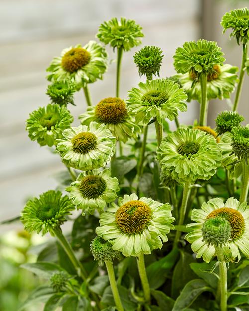 Echinacea 'SunSeekers Apple Green'