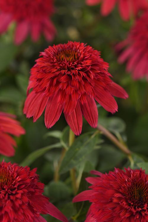 Echinacea 'Double Scoop™ Strawberry Deluxe'