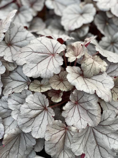 Heuchera 'Indian Summer Silverberry'