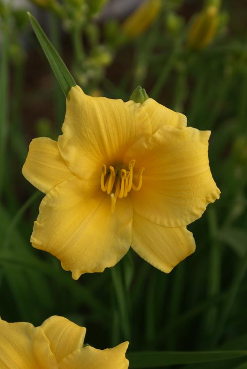 Hemerocallis 'Stella D'Oro'