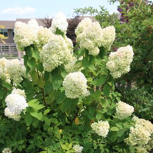 Hydrangea paniculata 'Limelight'