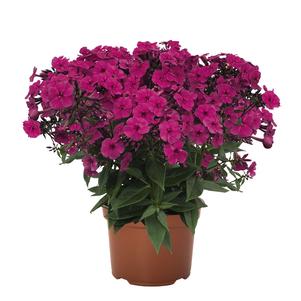 Phlox Dwarf Garden paniculata 'Early® Magenta'