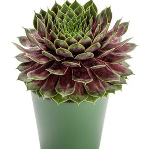 Sempervivum 'SuperSemp® Jade'