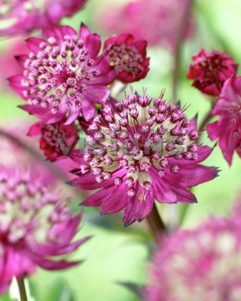 astrantia abbey road