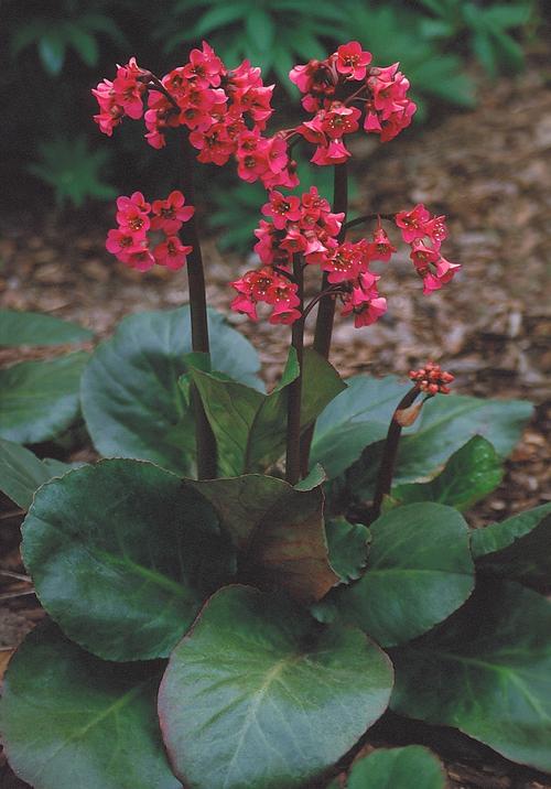 Bergenia cordifolia 'Winter Glow'