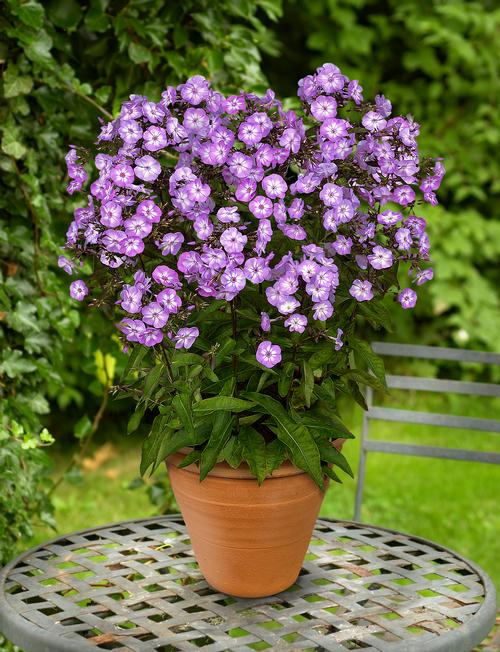 Dwarf Garden Phlox Phlox paniculata Pixie Miracle Grace from Paridon