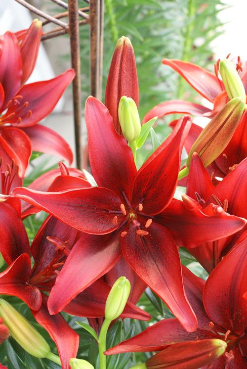 Lilium Asiatic Lily Blackout from Growing Colors