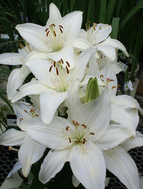 Lilium Asiatic Pot Lily New Wave from Growing Colors