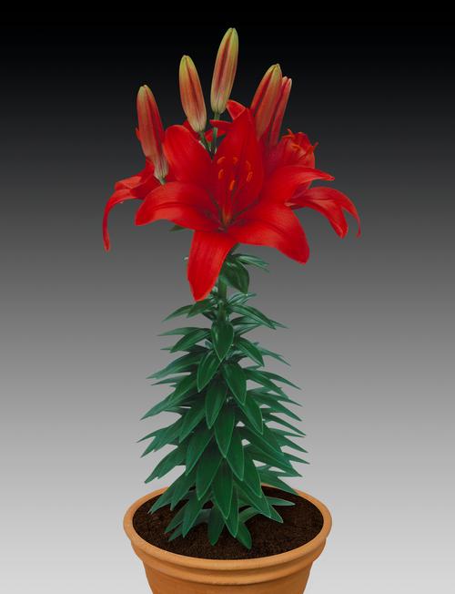 Asiatic Pot Lily Lilium Lily Looks Tiny Hope from Paridon