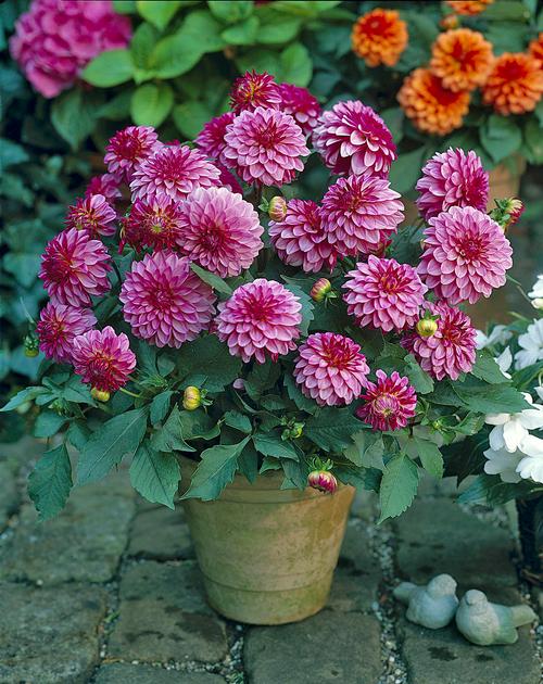 27+ Amazing Companion Plants For Dahlias In Containers Inspiratif Design