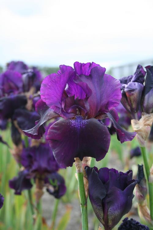 Iris germanica (Tall Bearded Iris)