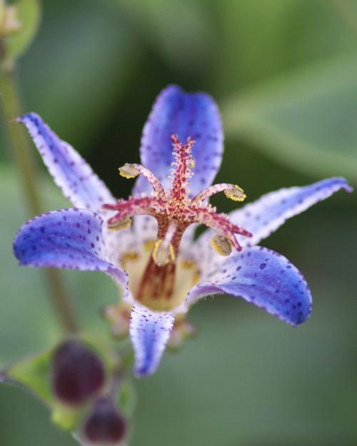 Toad Lily Tricyrtis Blue Wonder from Growing Colors