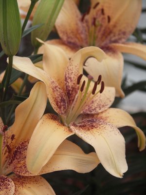 http://www.growingcolors.com/_ccLib/image/plants/DETA-2160.jpg
